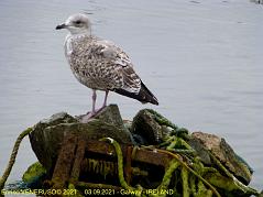 46 - Gabbiano rassegnato - Resigned seagull